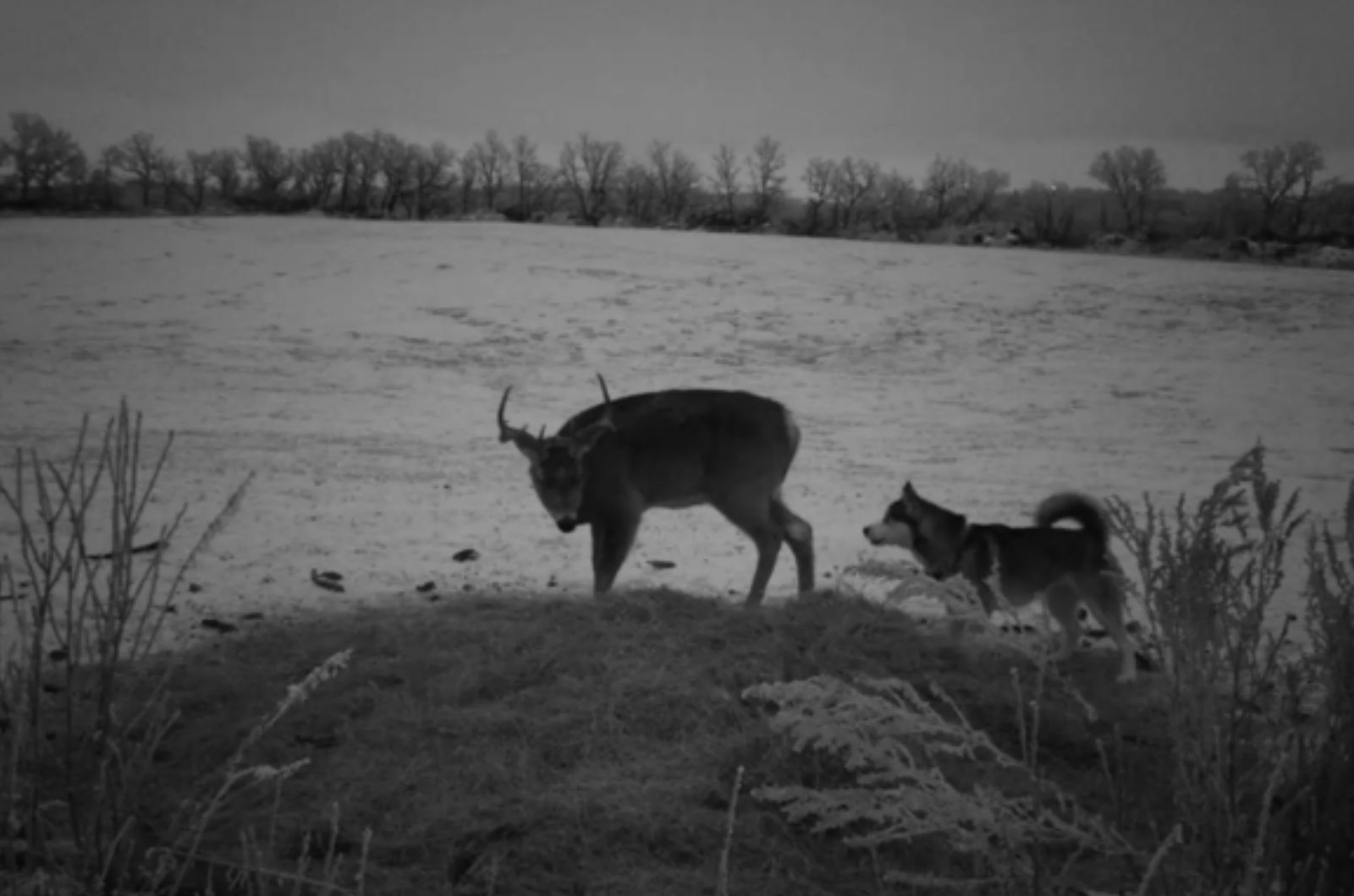 husky and dog together standing in the wood