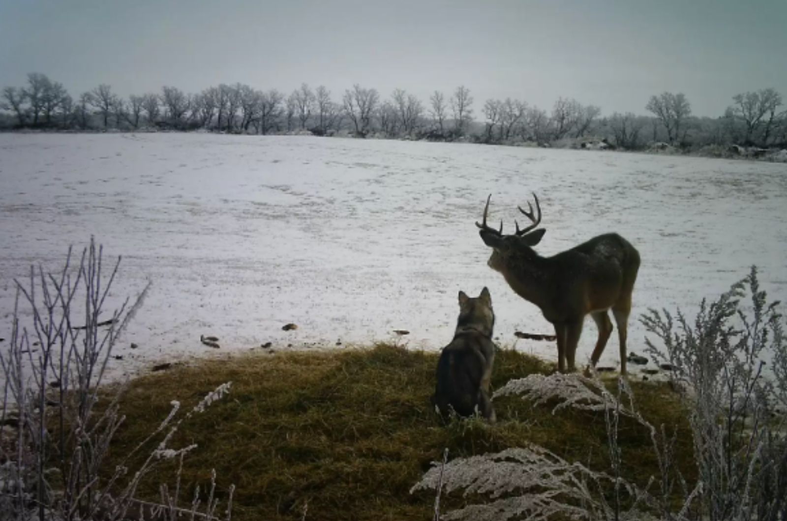 husky standing with deer outdoor