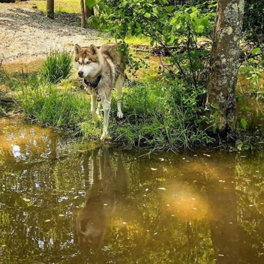 husky stands by the river