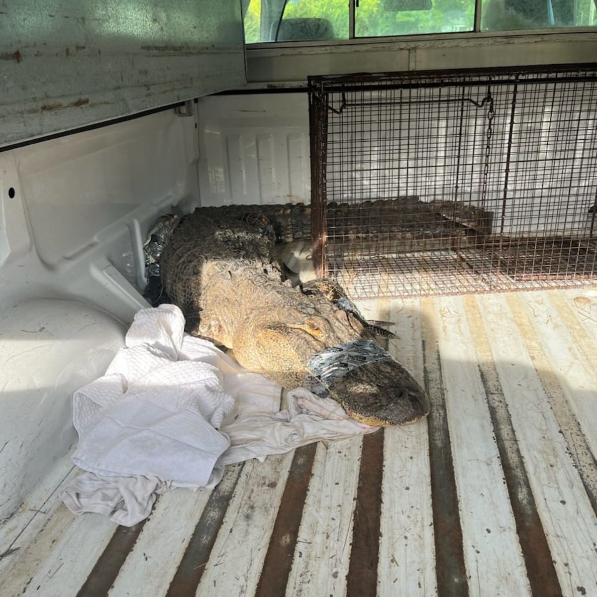 injured alligator