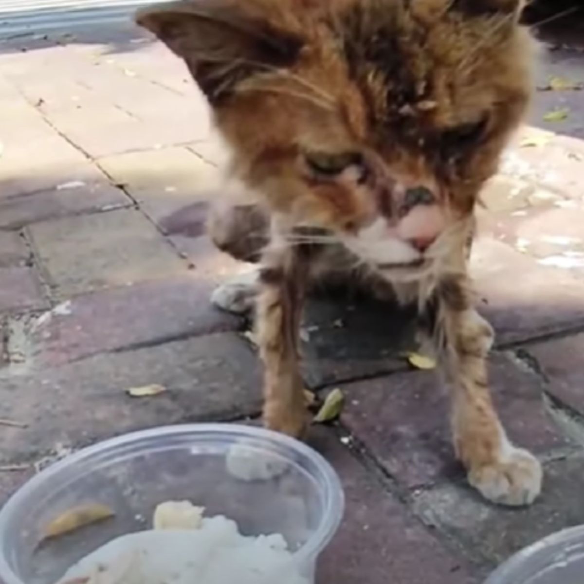 injured and hungry cat