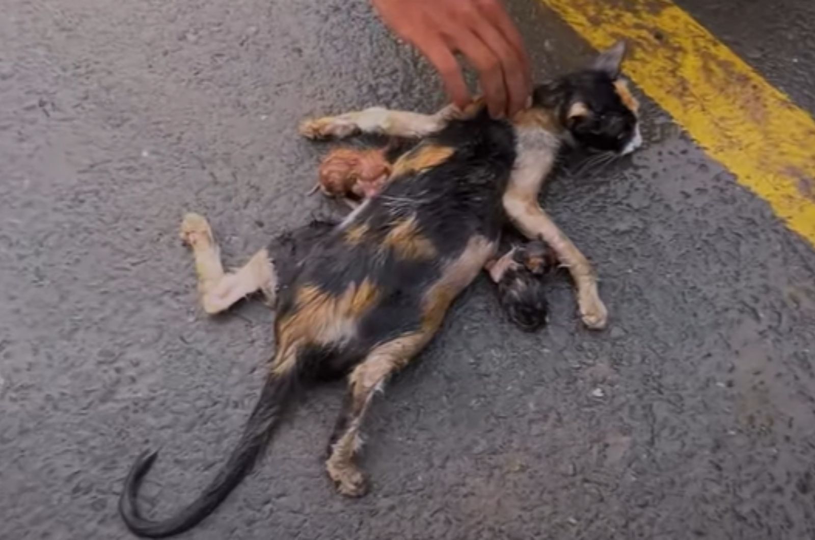 injured cat and injured kittens