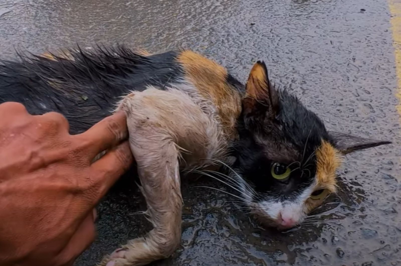 injured cat laying on a concrete