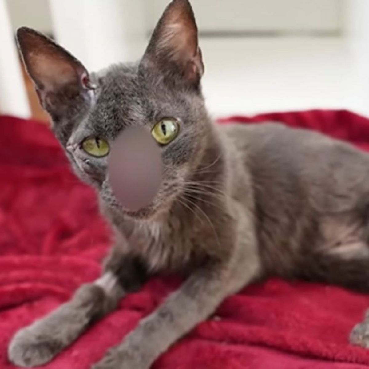 injured cat lying on the red blanket