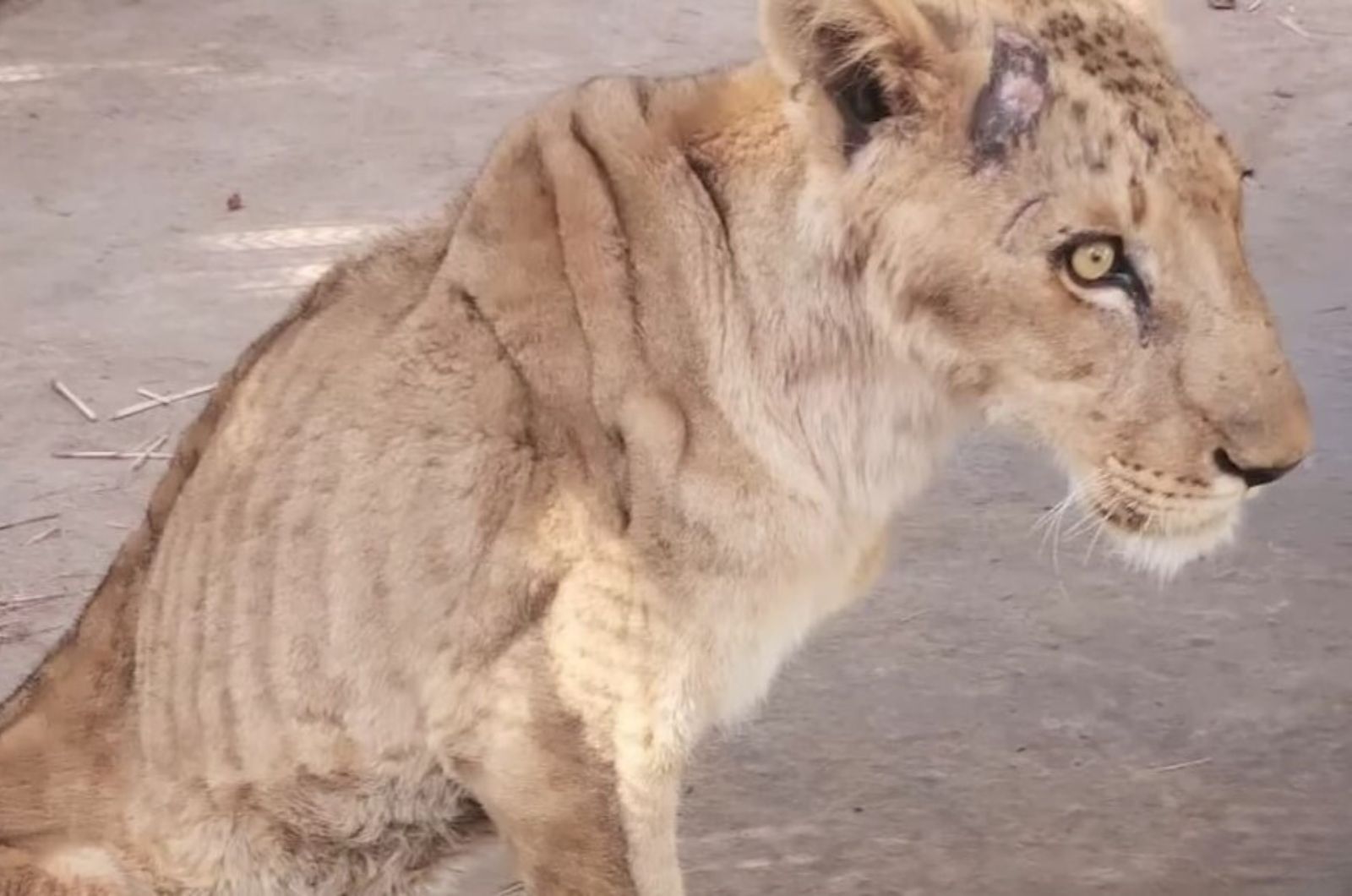 injured lion