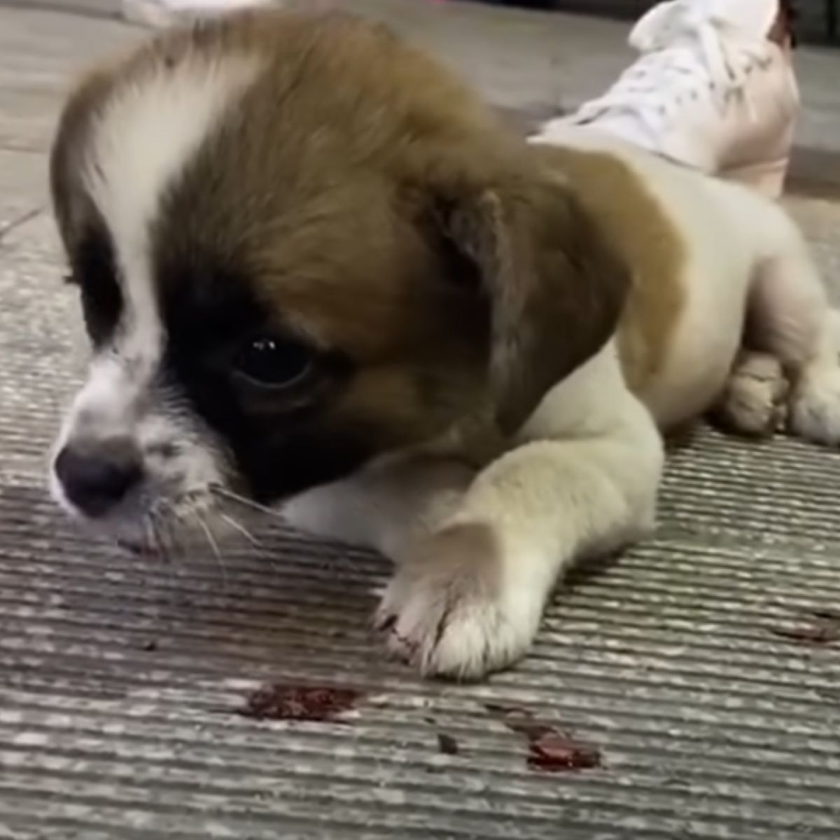 injured puppy crying for help