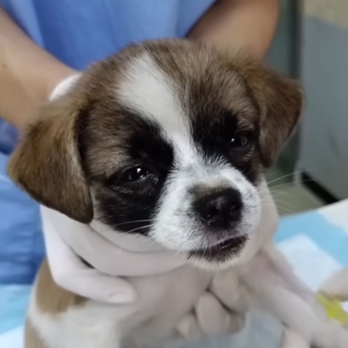 injured puppy getting help