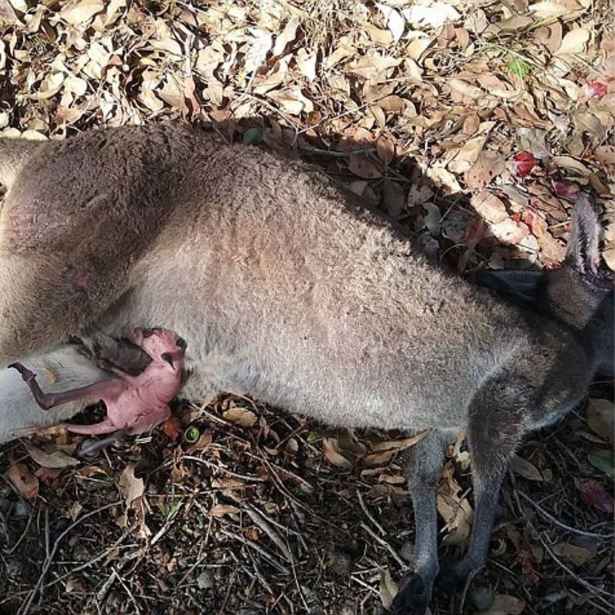 kangaroo and baby laying