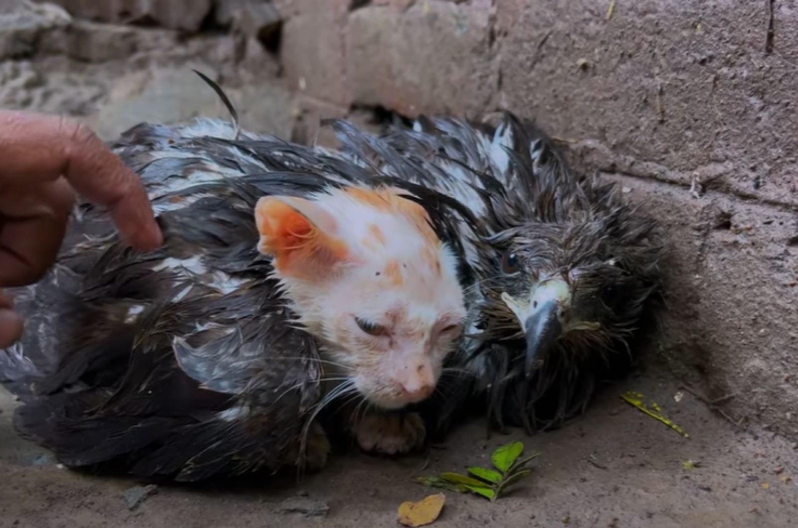 kitten and falcon