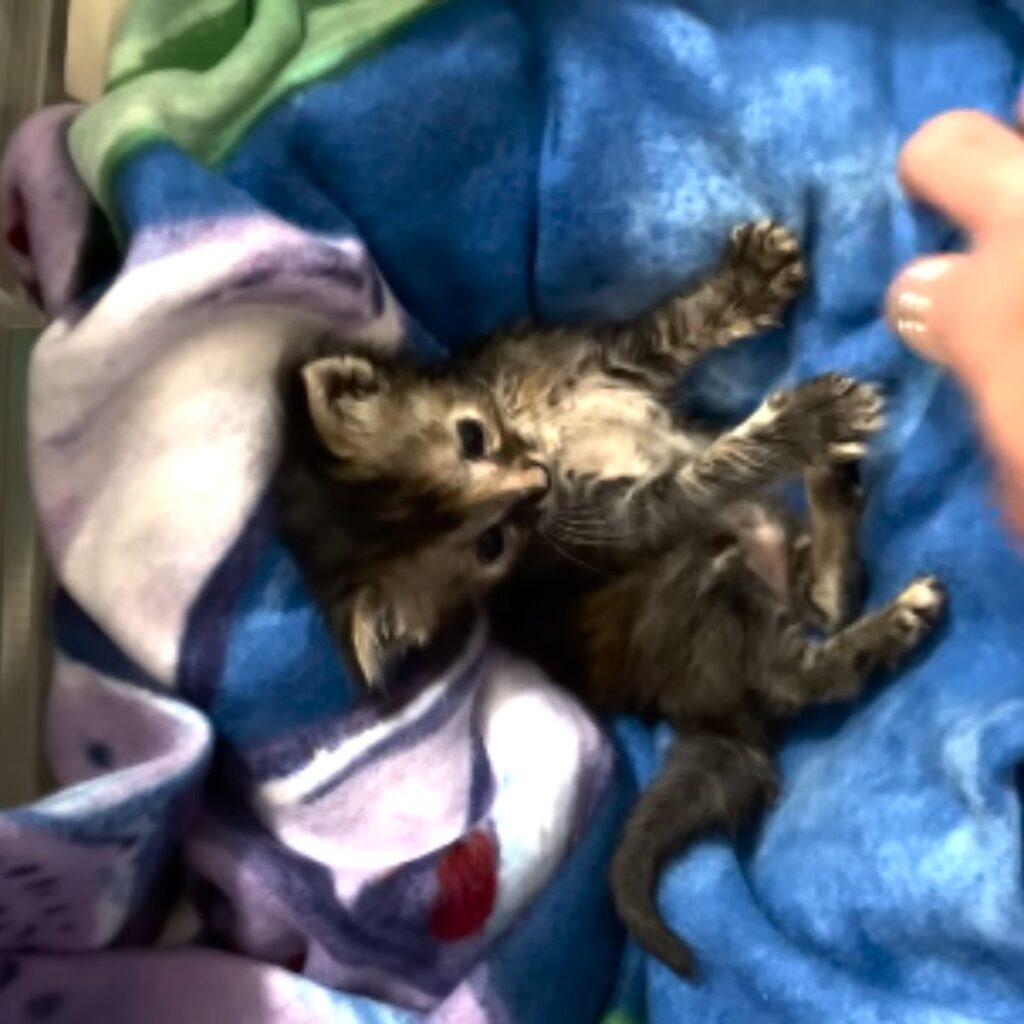 kitten on a blue blanket