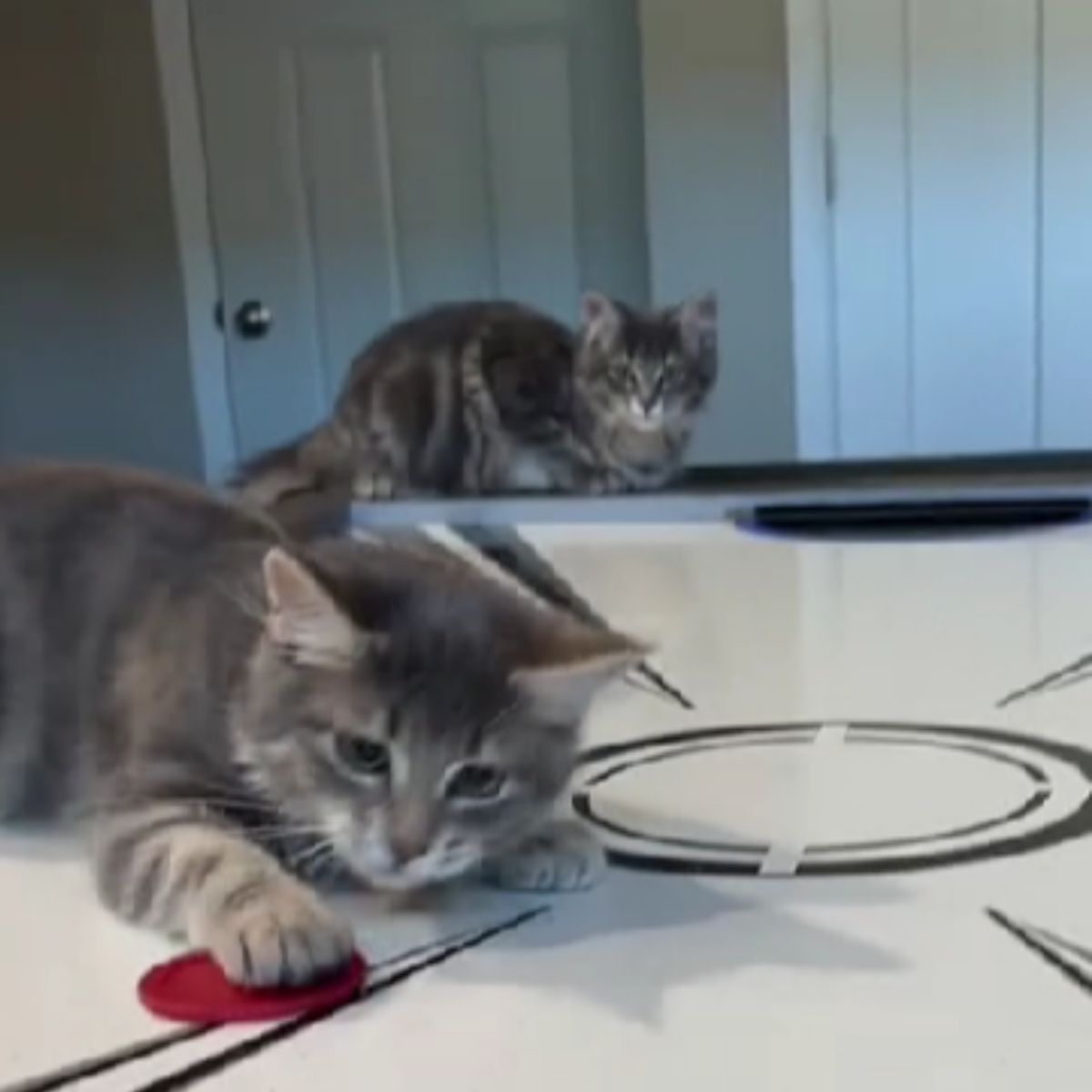 kittens on an air hockey table