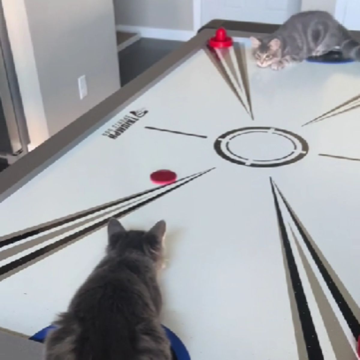 kittens playing air hockey