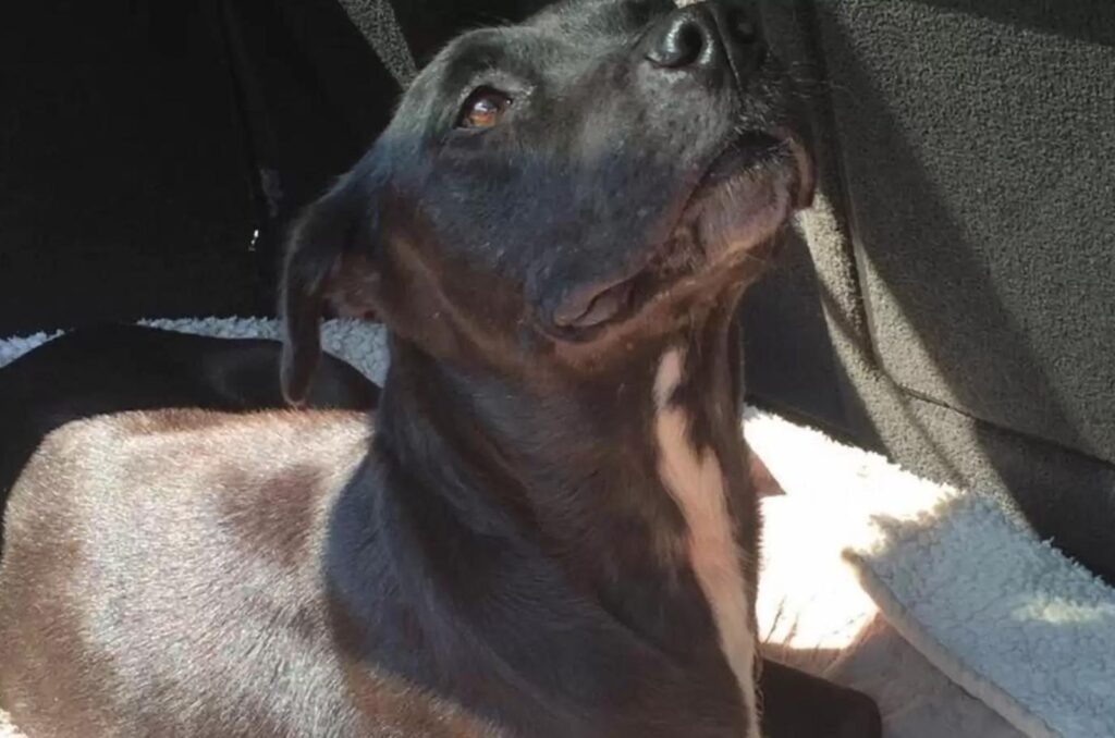 labrador in the trunk of the car