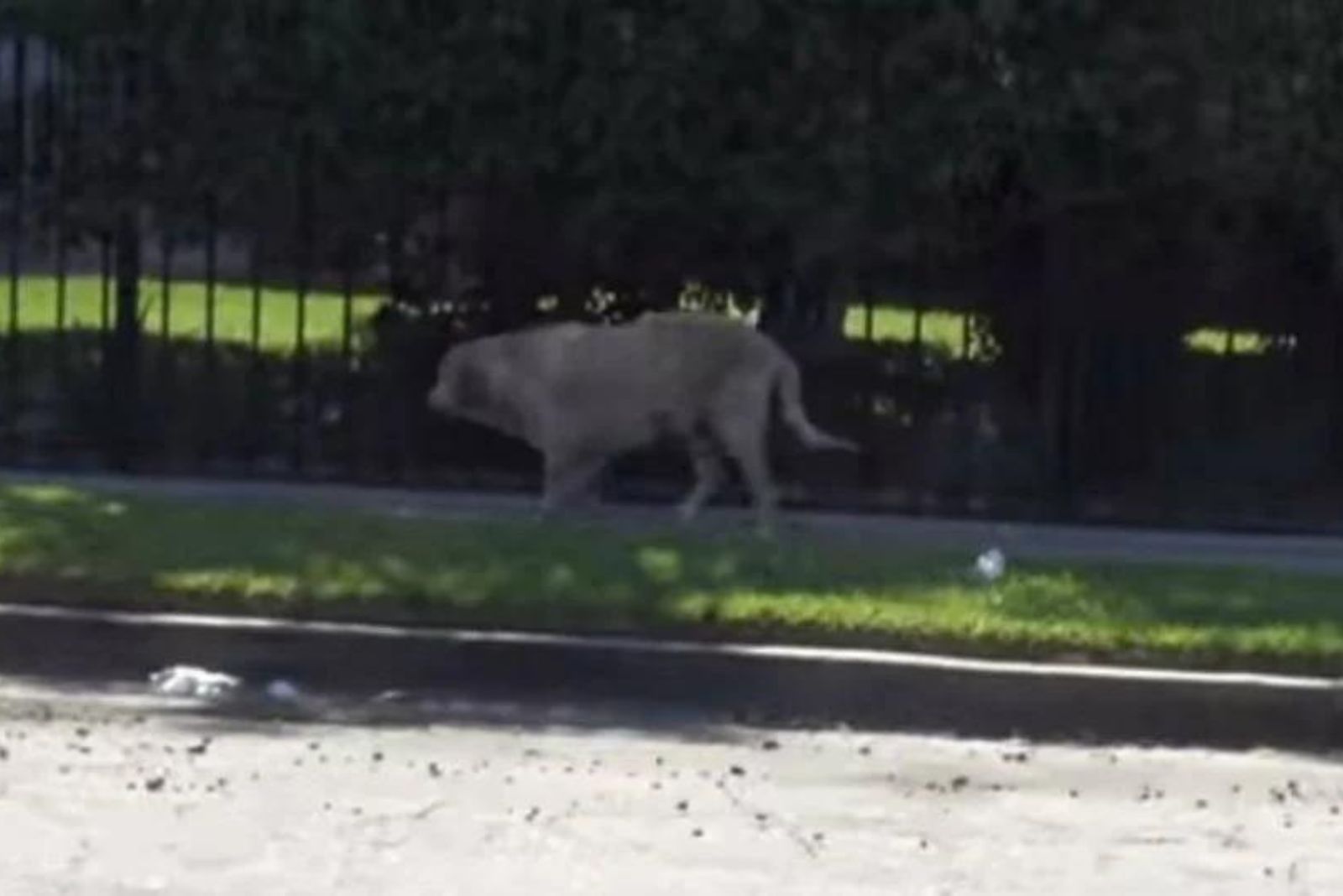 labrador walking on the street