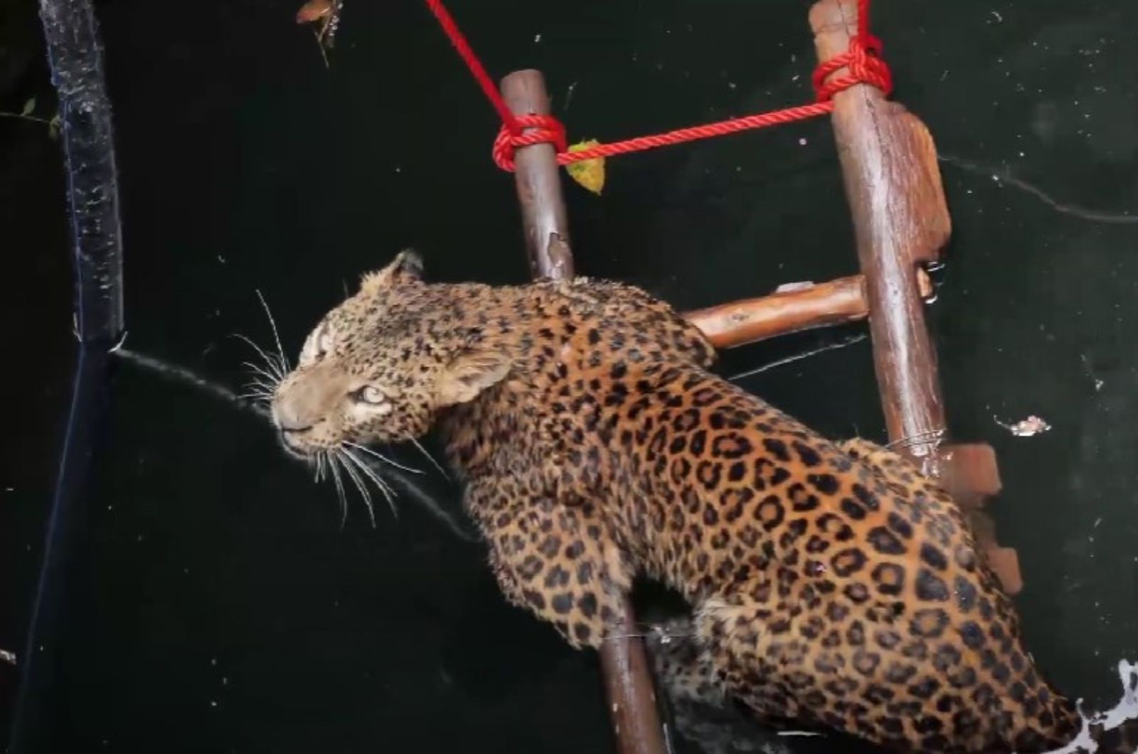 leopard in water on the ladder