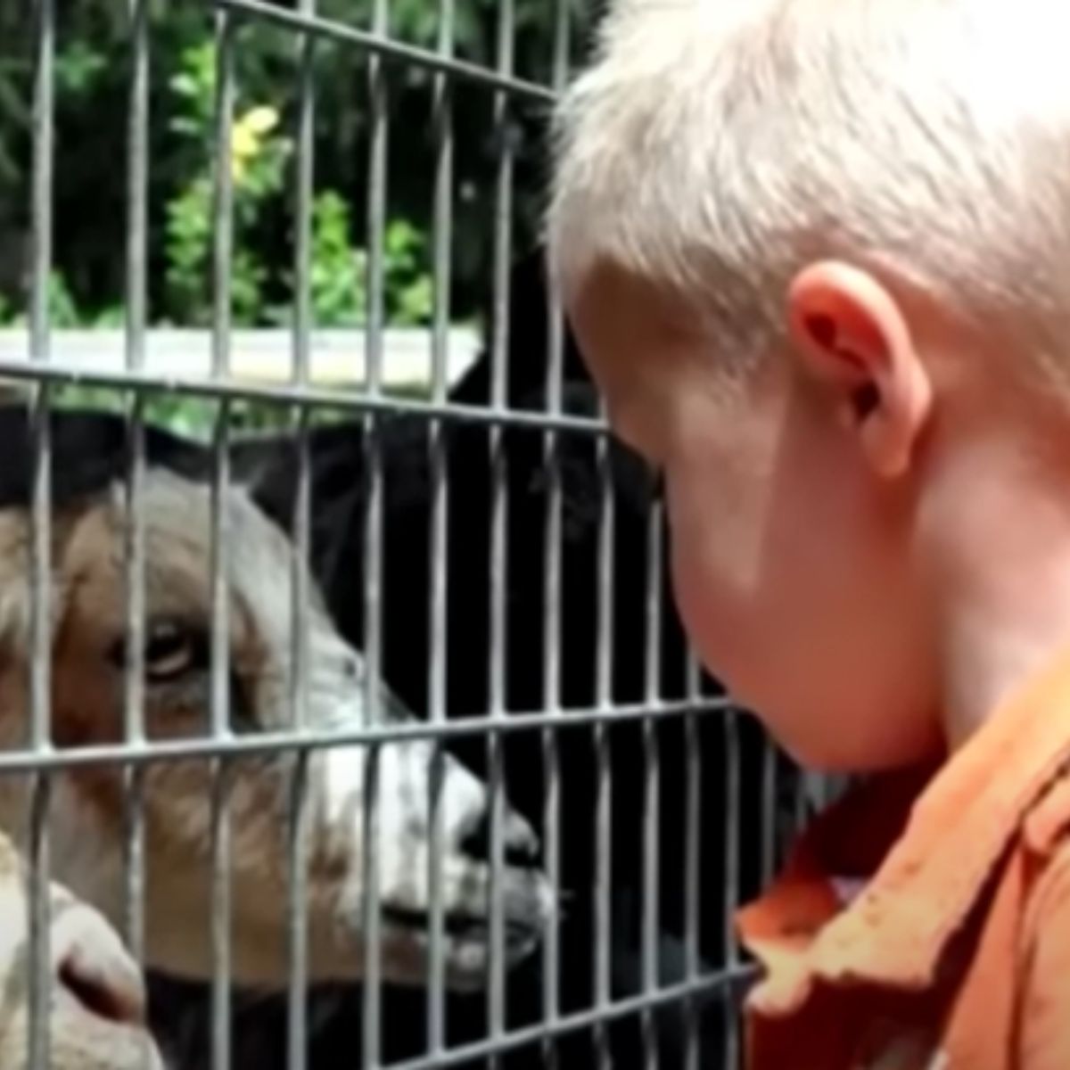 little boy looking at goat