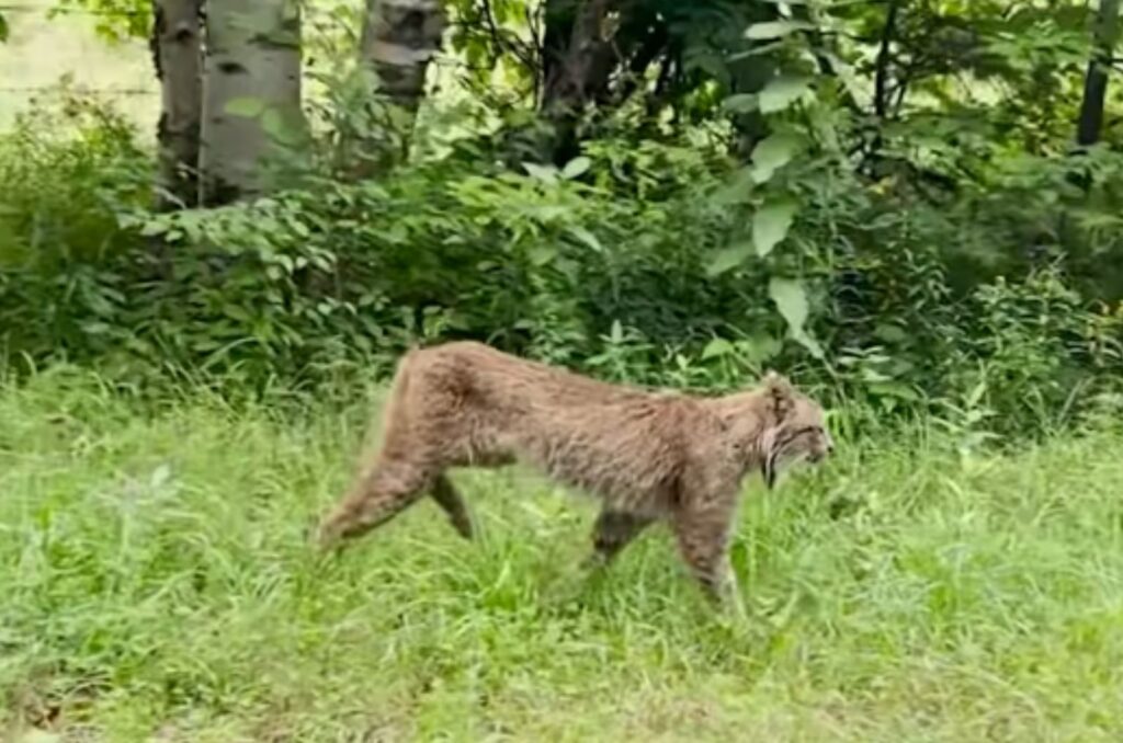 lynx stork in the field with open mouth