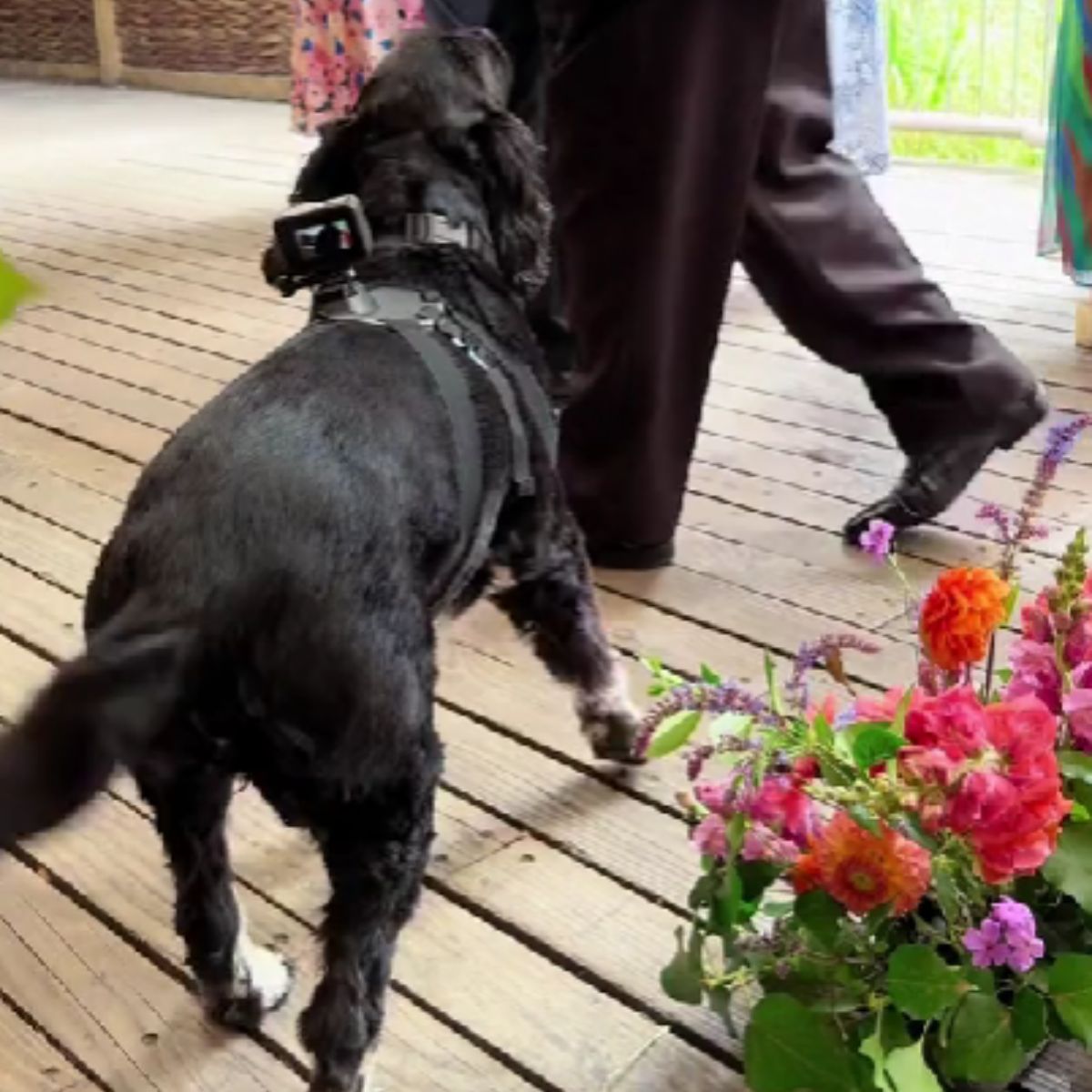 man and black dog