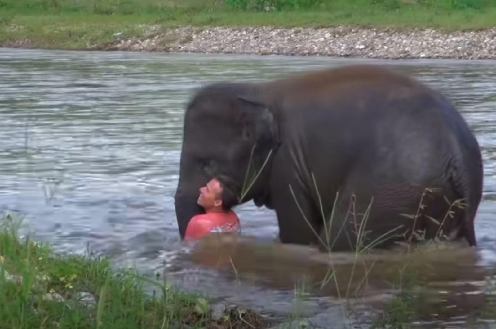 man bathing with elephant