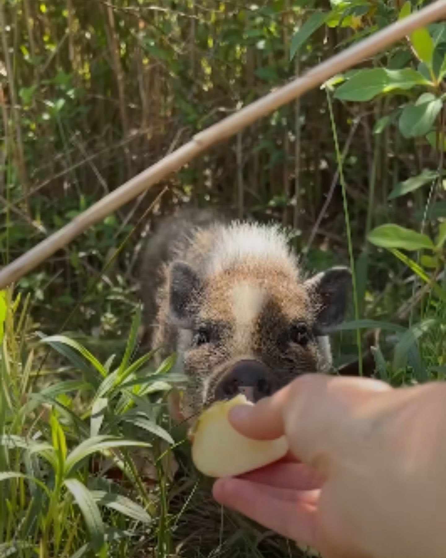 man feeding a piglet