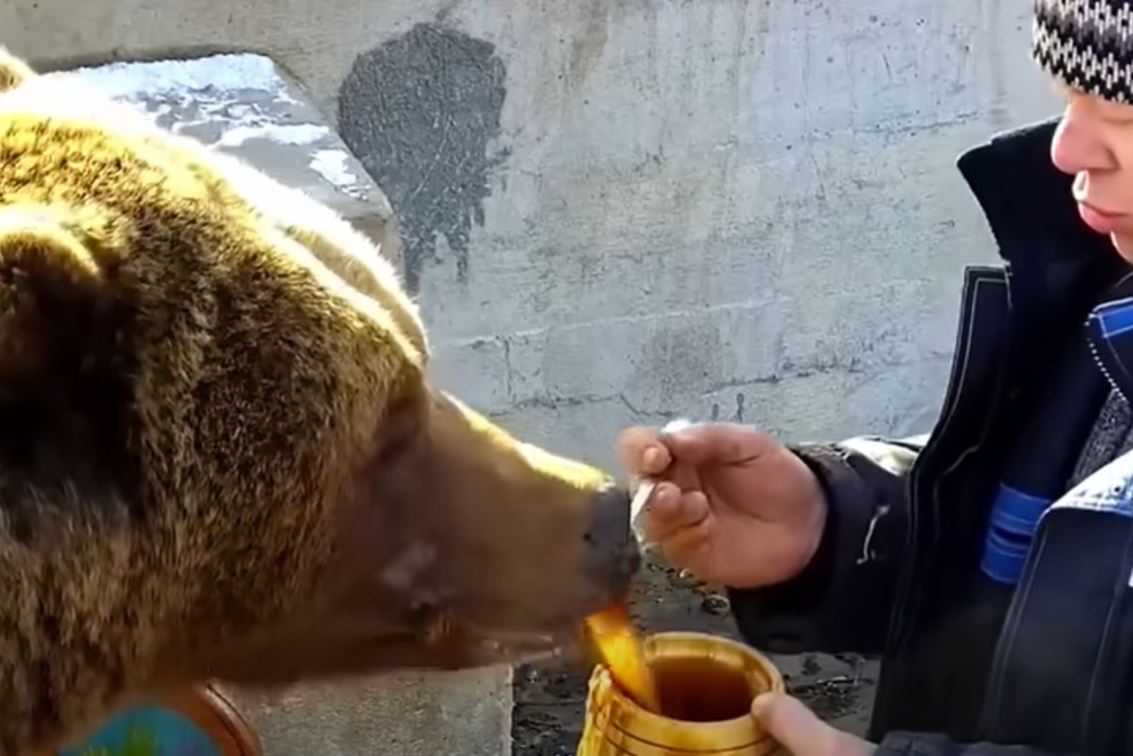 man feeding bear cub