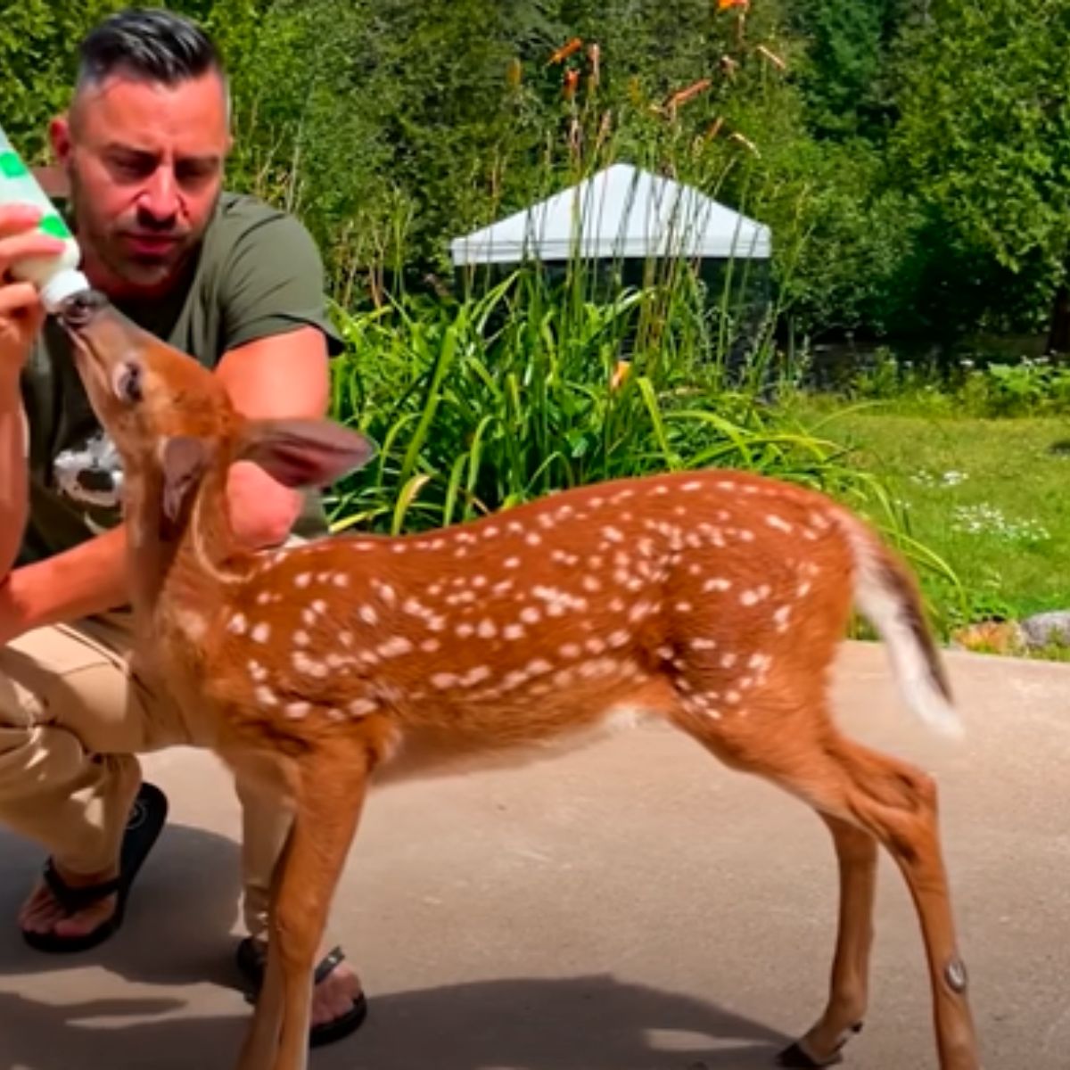 man feeding the fawn