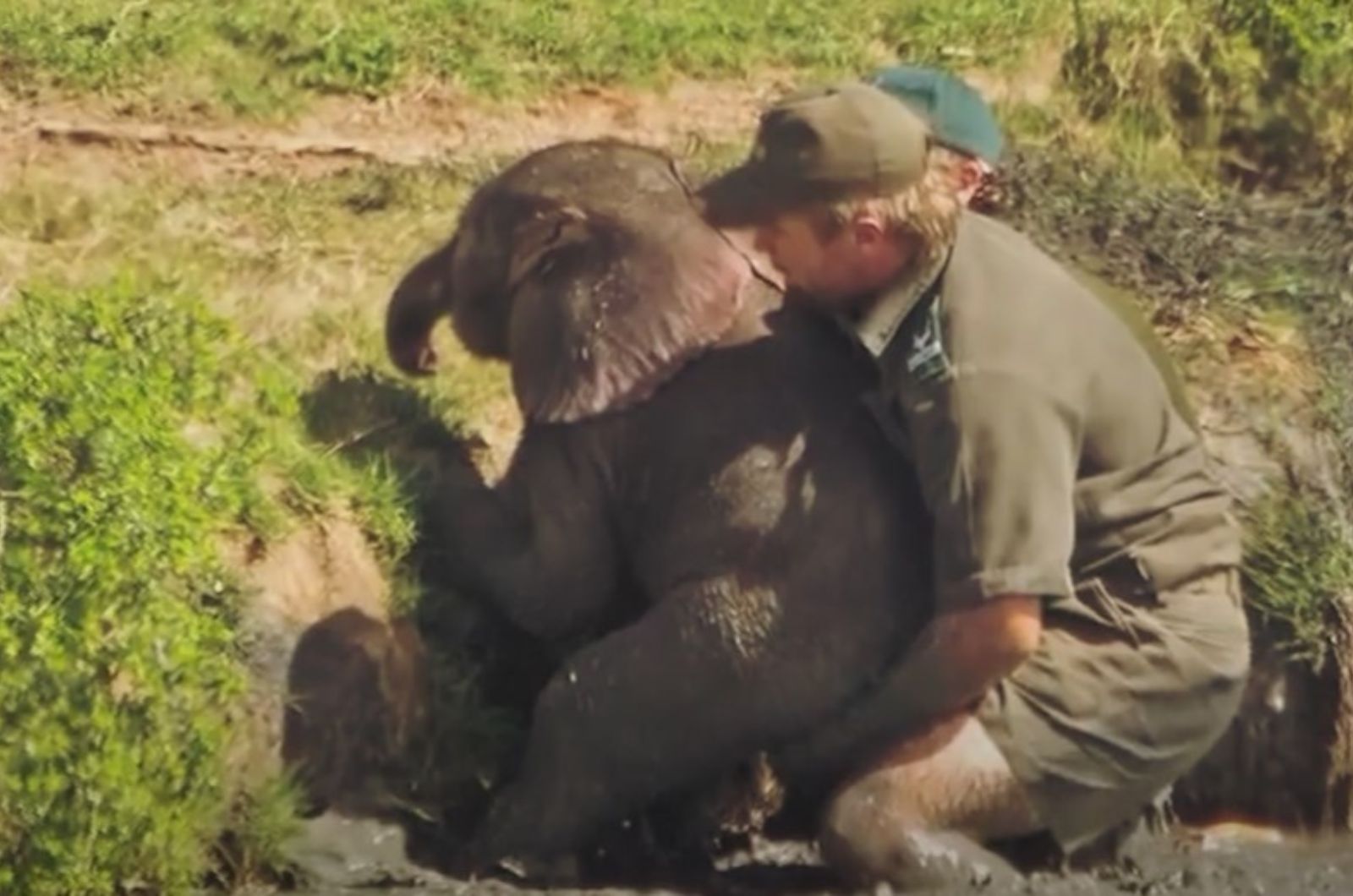 man helping baby elephant