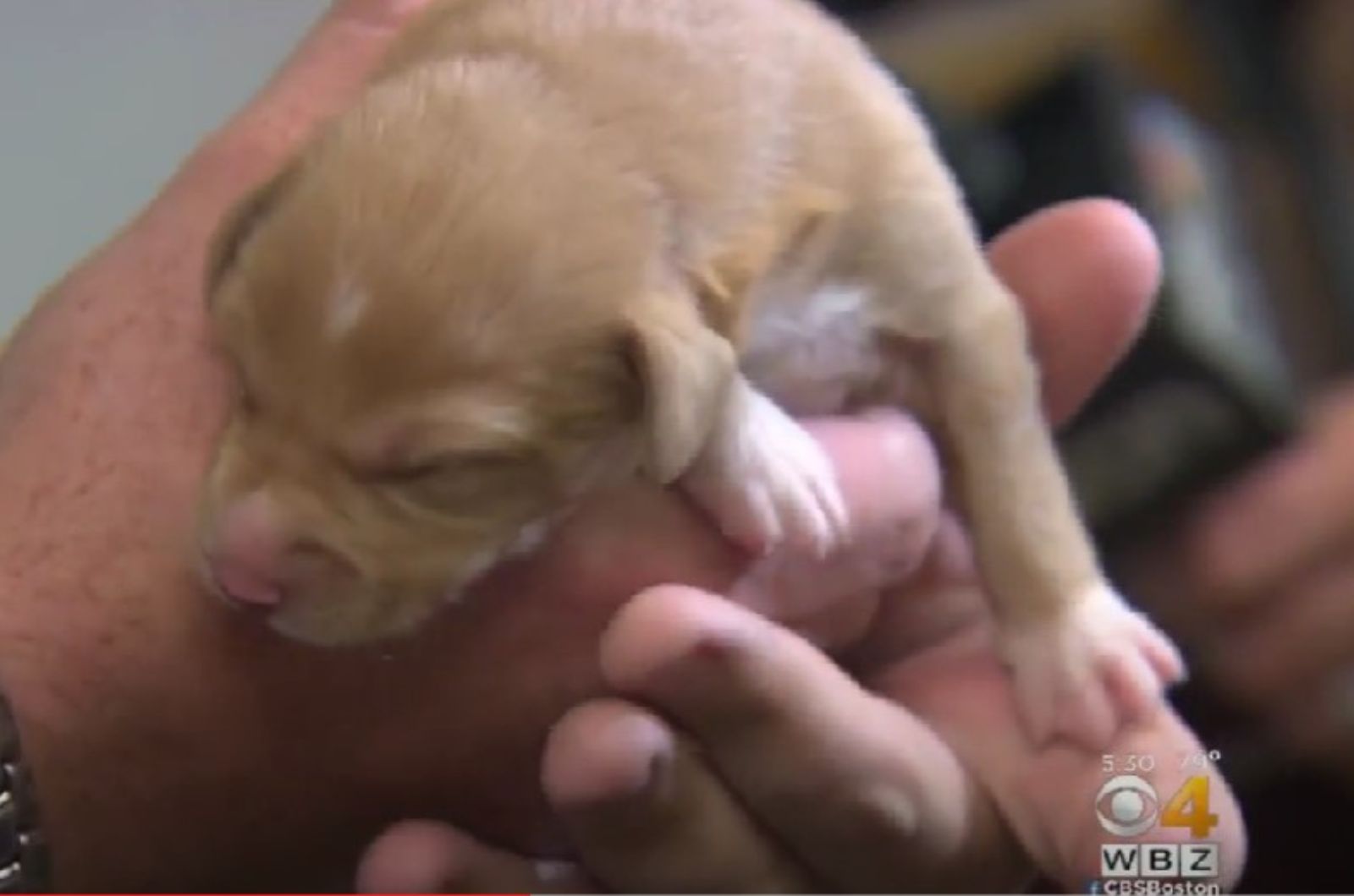 man holding a newborn puppy