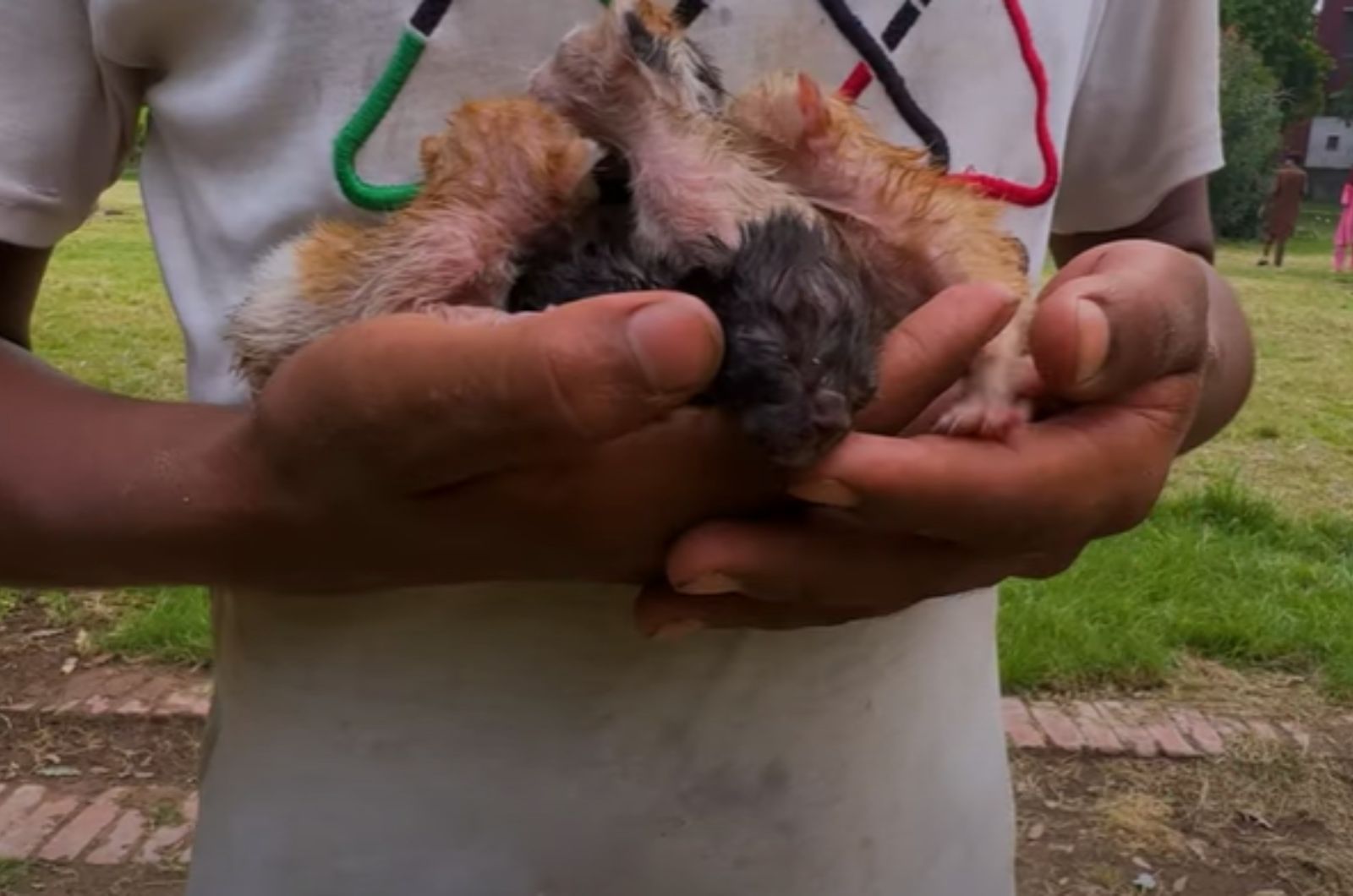 man holding a tiny kittens