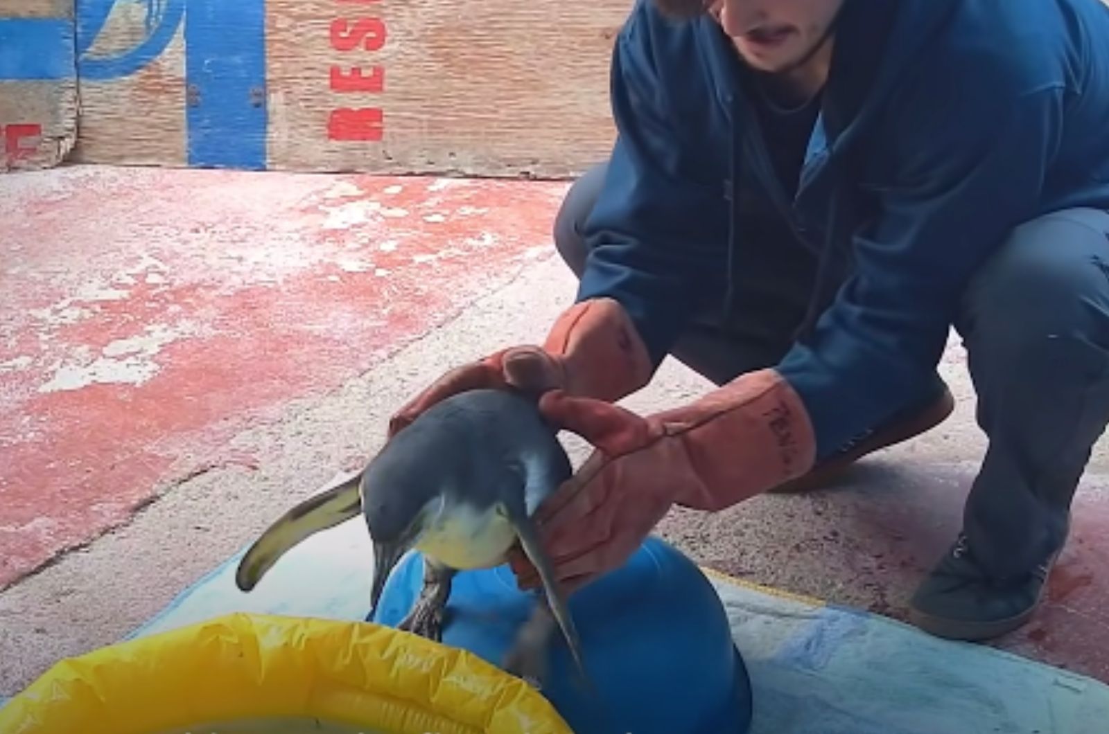 man holding penguin