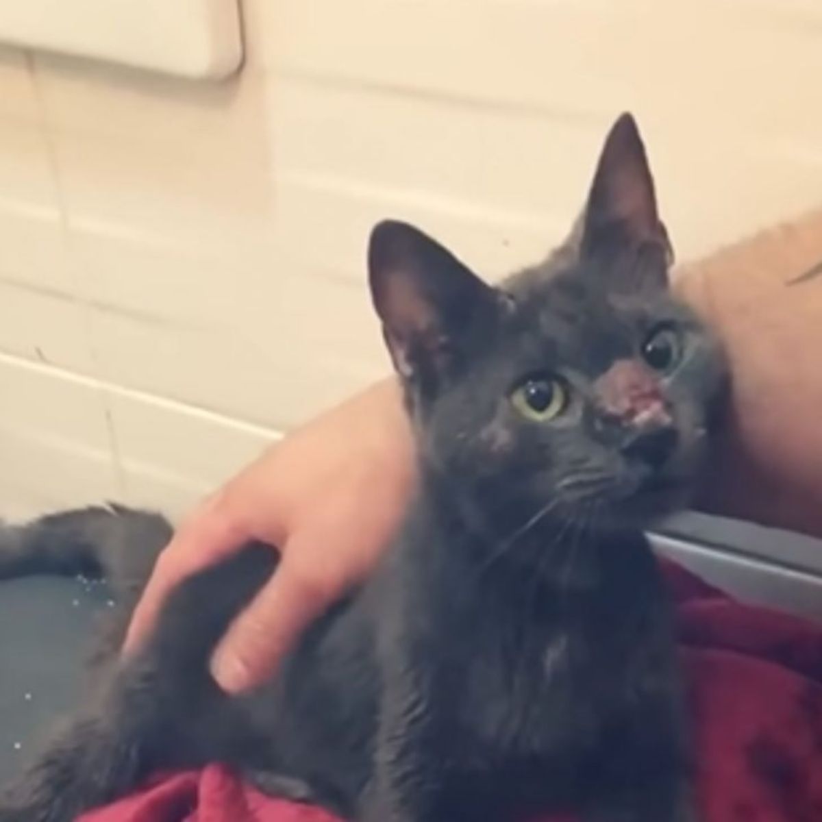 man hugging injured cat