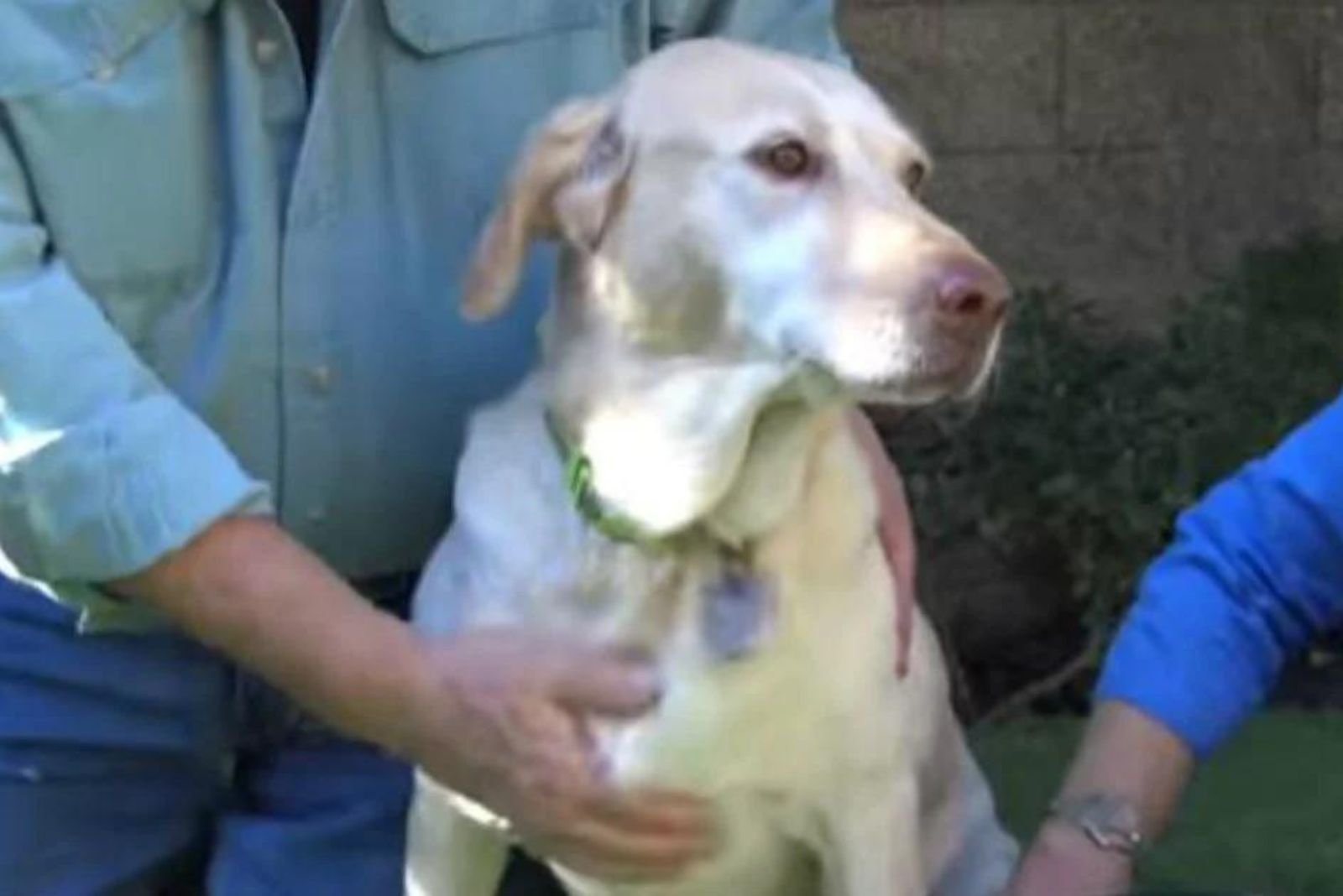 man petting labrador