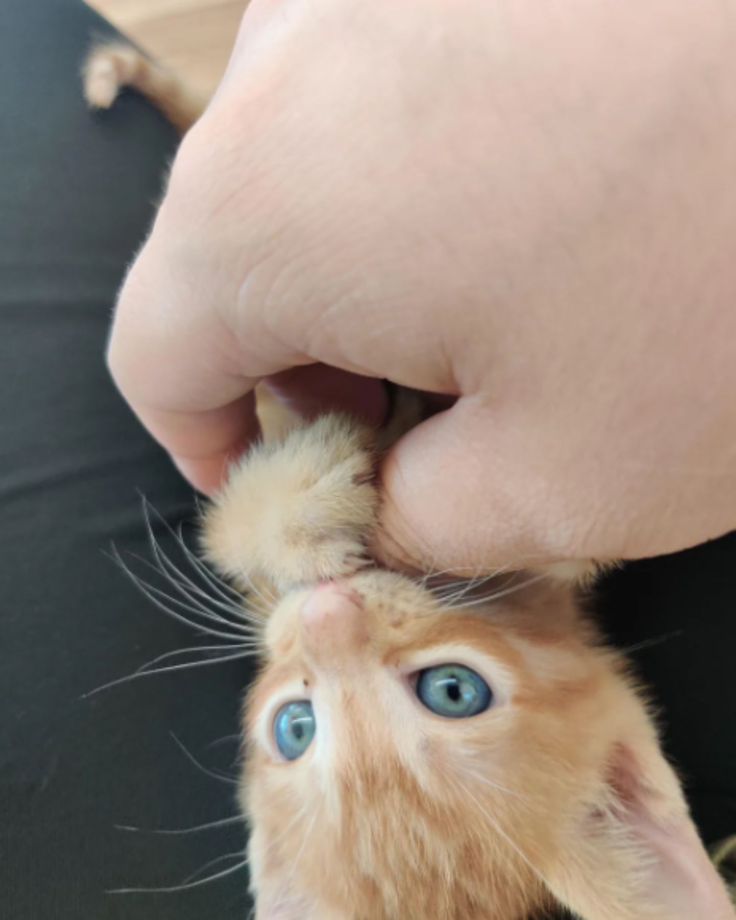 man playing with tiny kitten