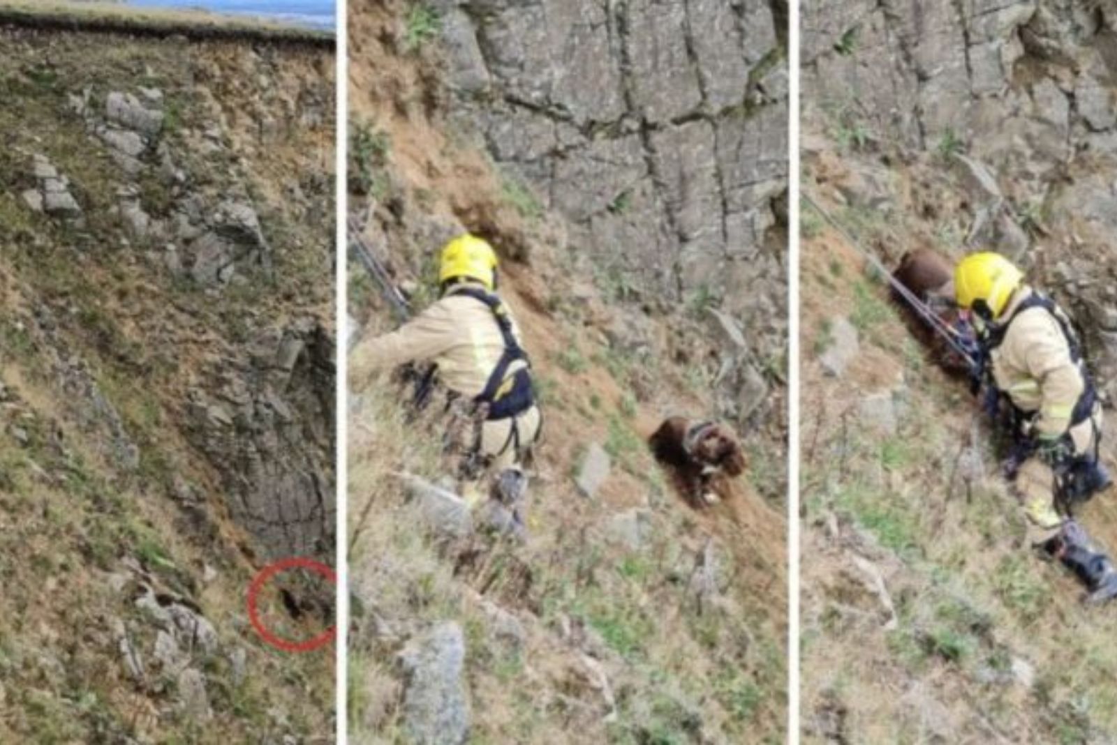 man saving an animal