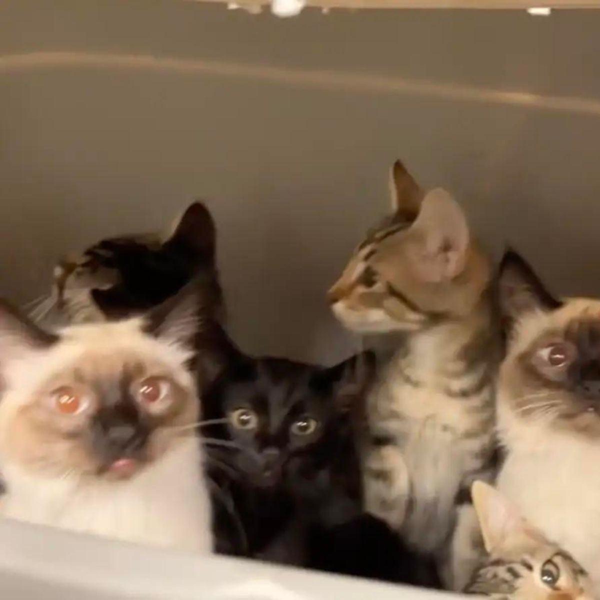 many cats in bin