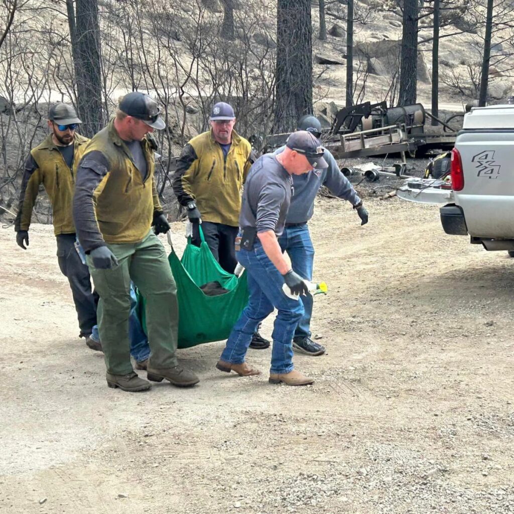 men carry a bear