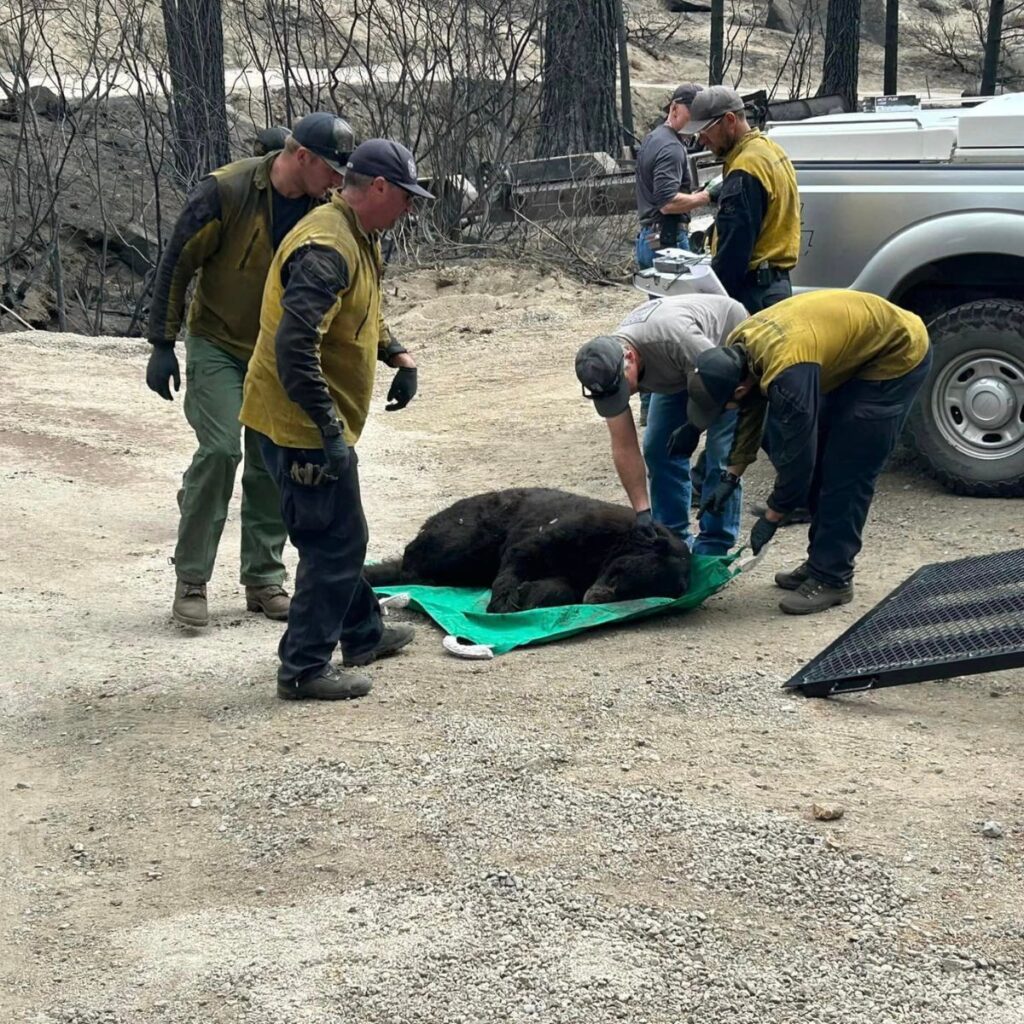 men help a bear burnt by fire