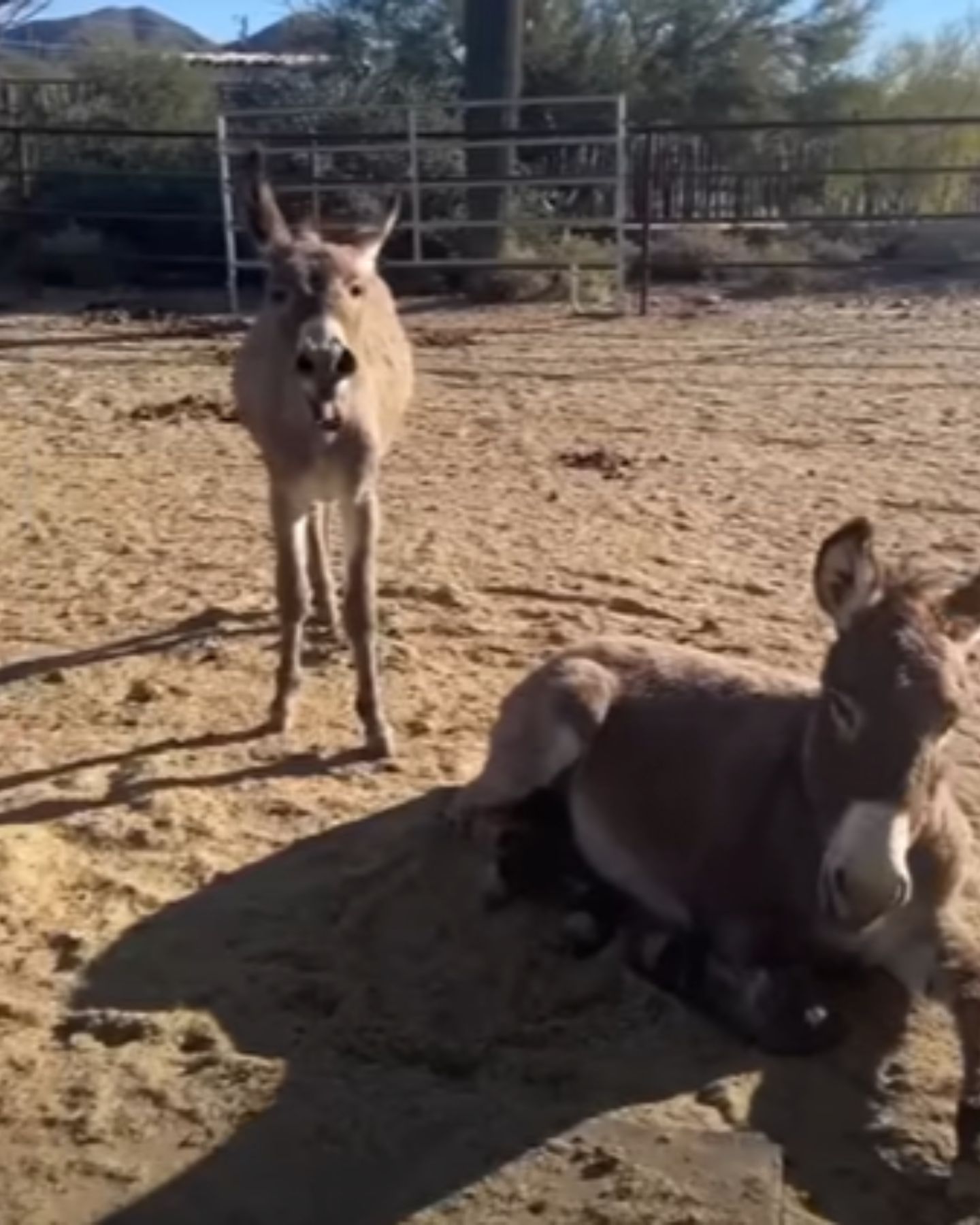 mom and baby donkey