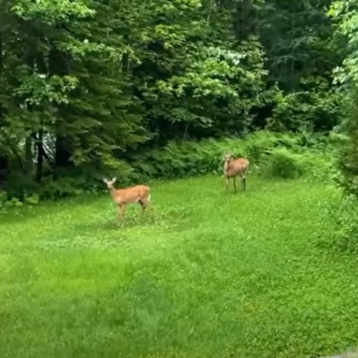 mother deer and baby deer