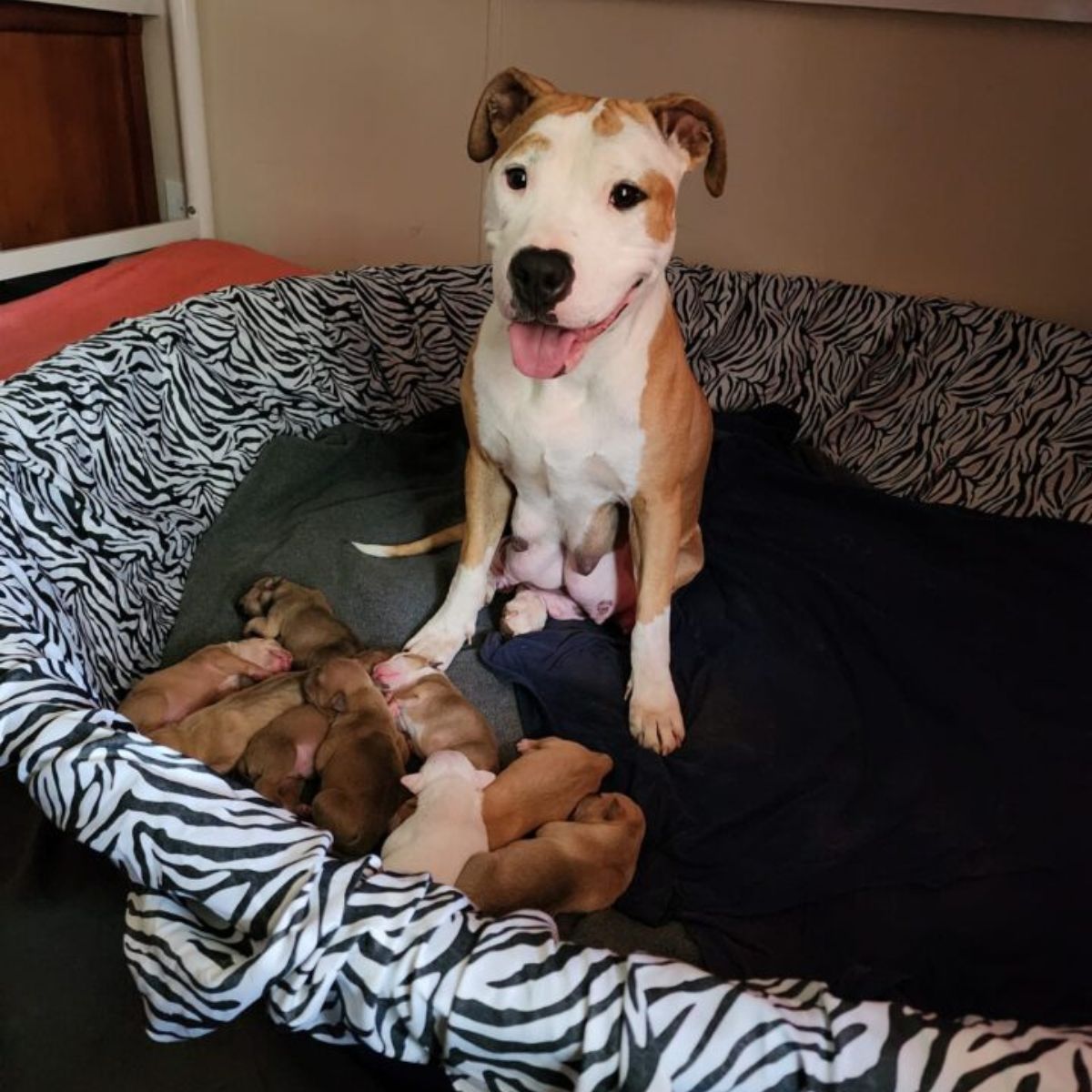 mother dog and cute puppies