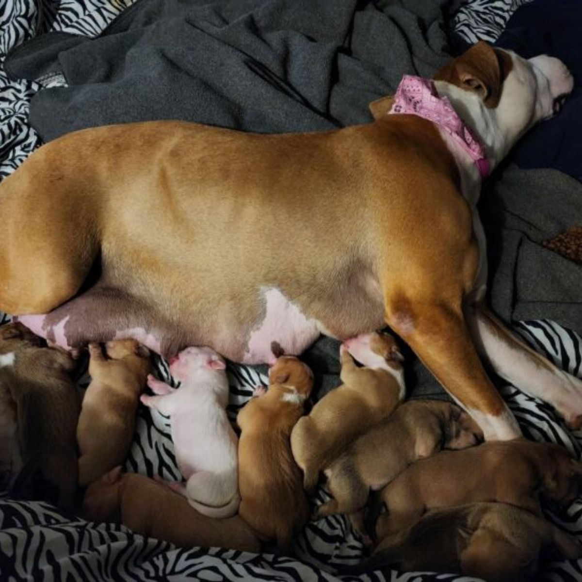 mother dog feeding a puppies