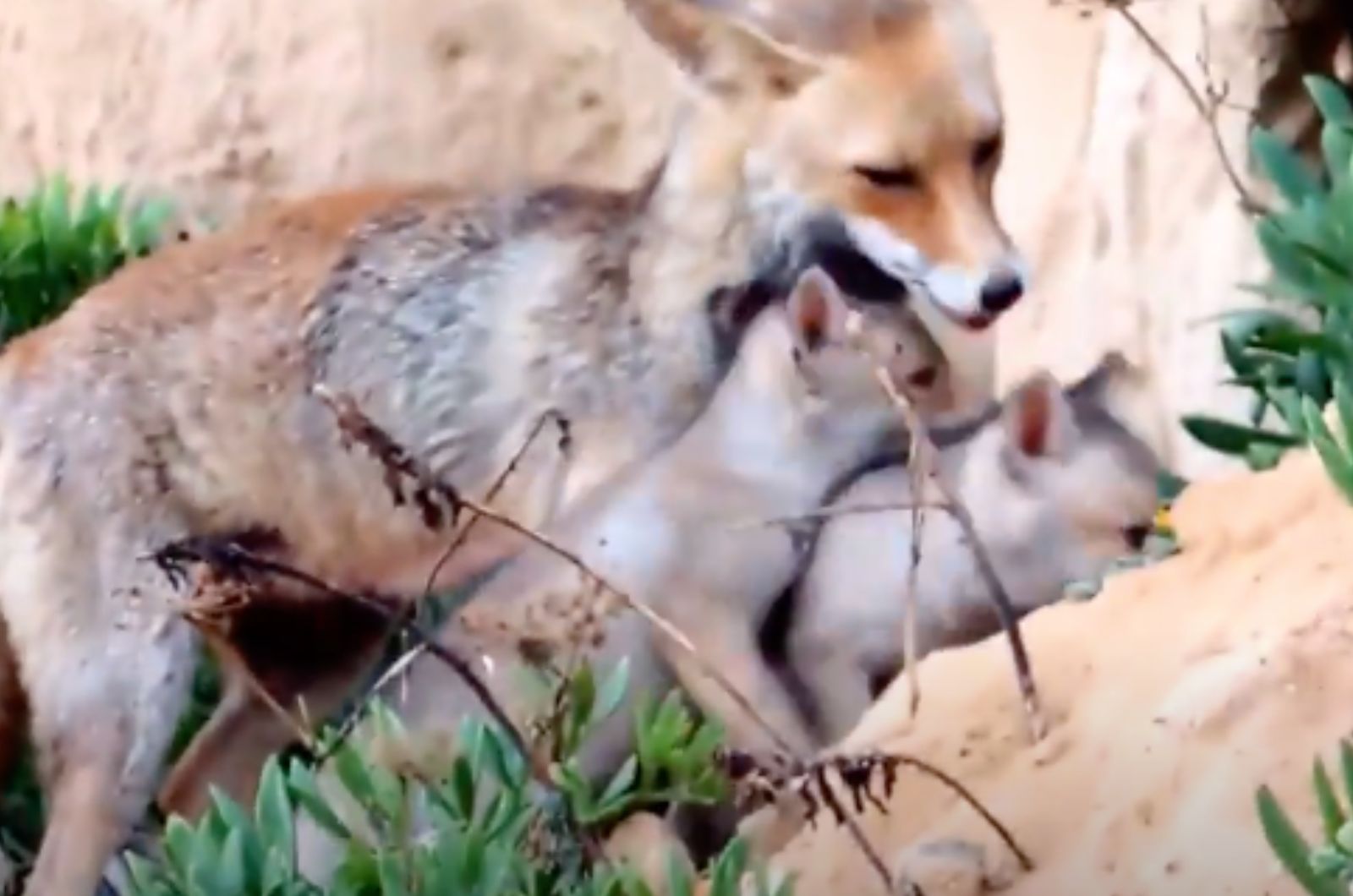 mother fox with her babies