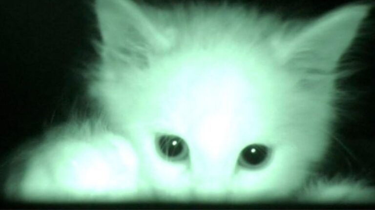 Man Sets Up Camera To Monitor Feral Kittens At Night And Captures A Heartwarming Surprise