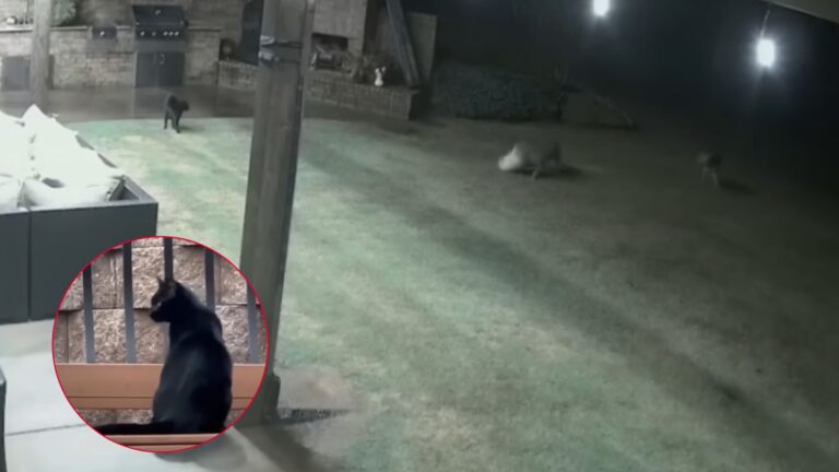 Heroic Cat Defends Dog From A Terrifying Coyote Attack In A Heart-Stopping Rescue