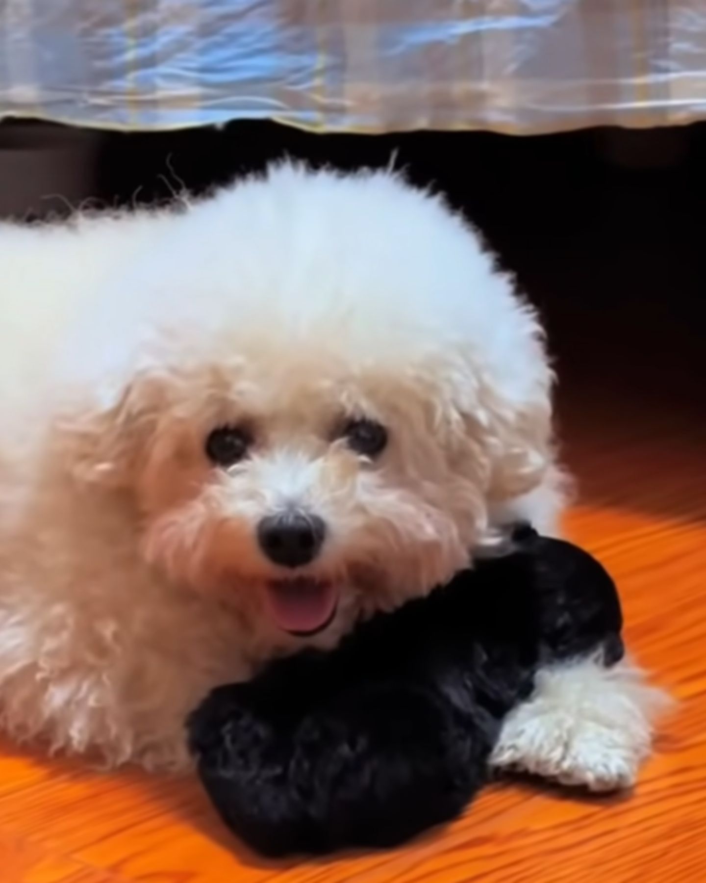 newborn puppy lying on dogs paws