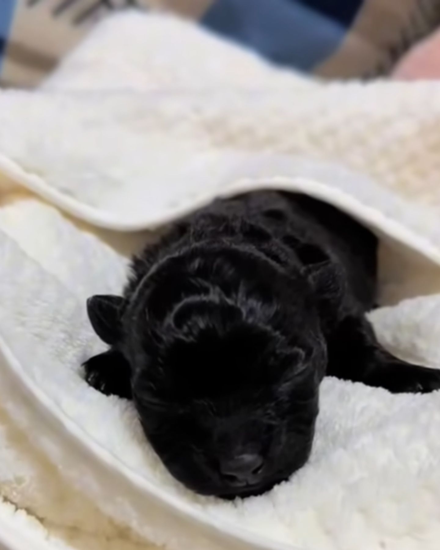 newborn puppy sleeping on blanket