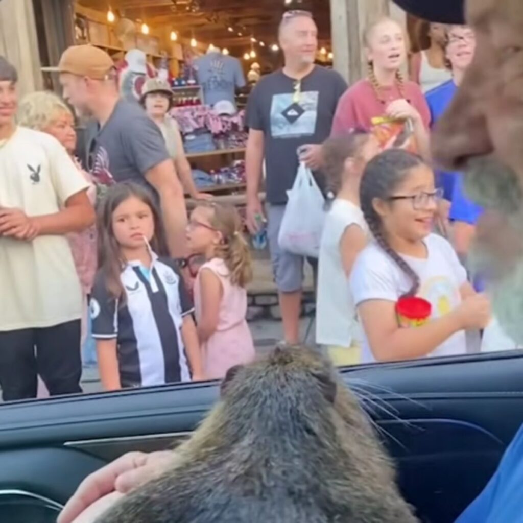 nutria enjoys car rides