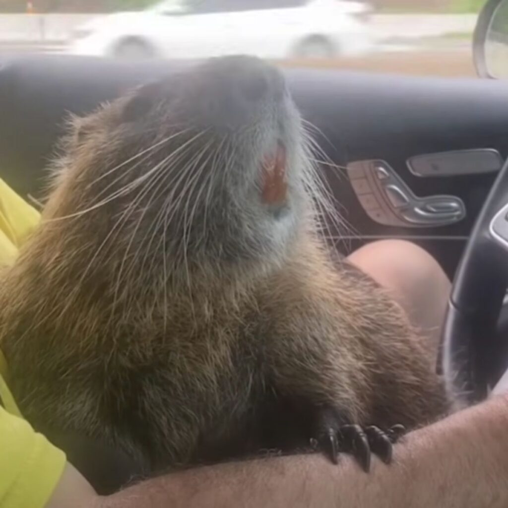 nutria rides in a car