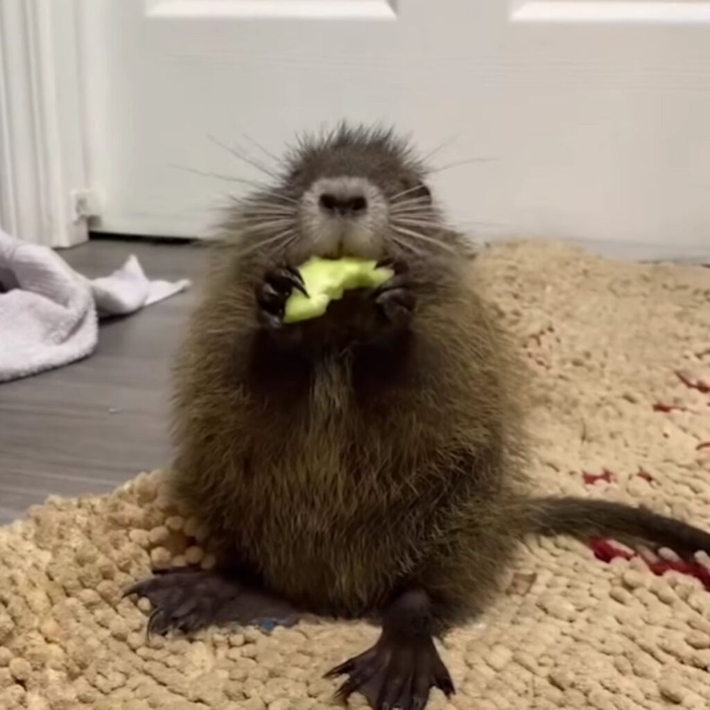 nutria sits on the floor and eats