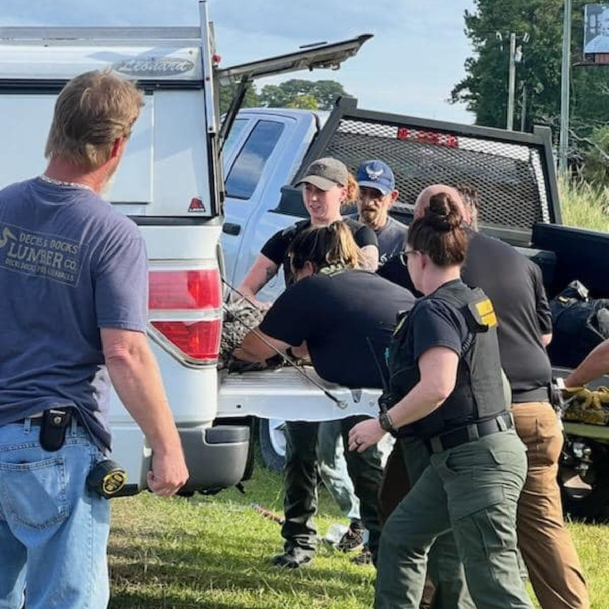 officers loading alligator in a truck